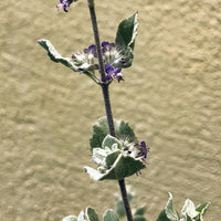 Condea (Hyptis) emoryi (desert lavender)