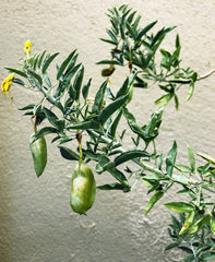 Isomeris arborea, Cleome isomeris (bladder pod) pods and flower