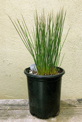 Juncus patens 'Carmans Grey'