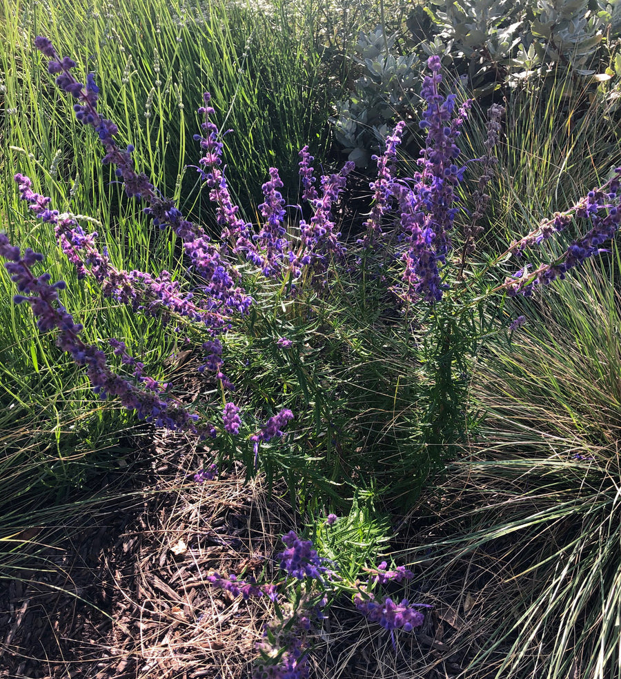 Trichostema lanatum (Woolly Blue Curls) by Plant Material