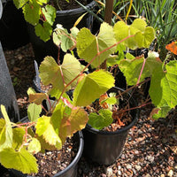Vitis californica (California wild grape)