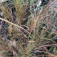 Aristida purpurea, Purple Three Awn grass