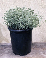Santolina chamaecyparissus