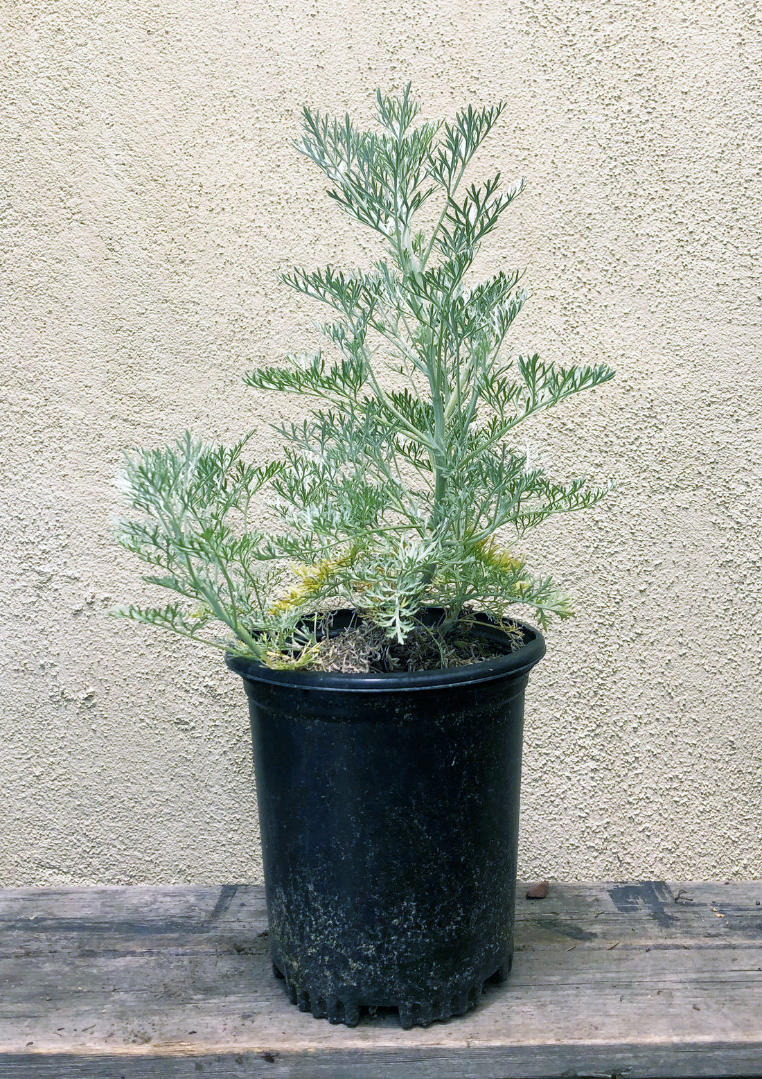 Artemisia 'Powis Castle'