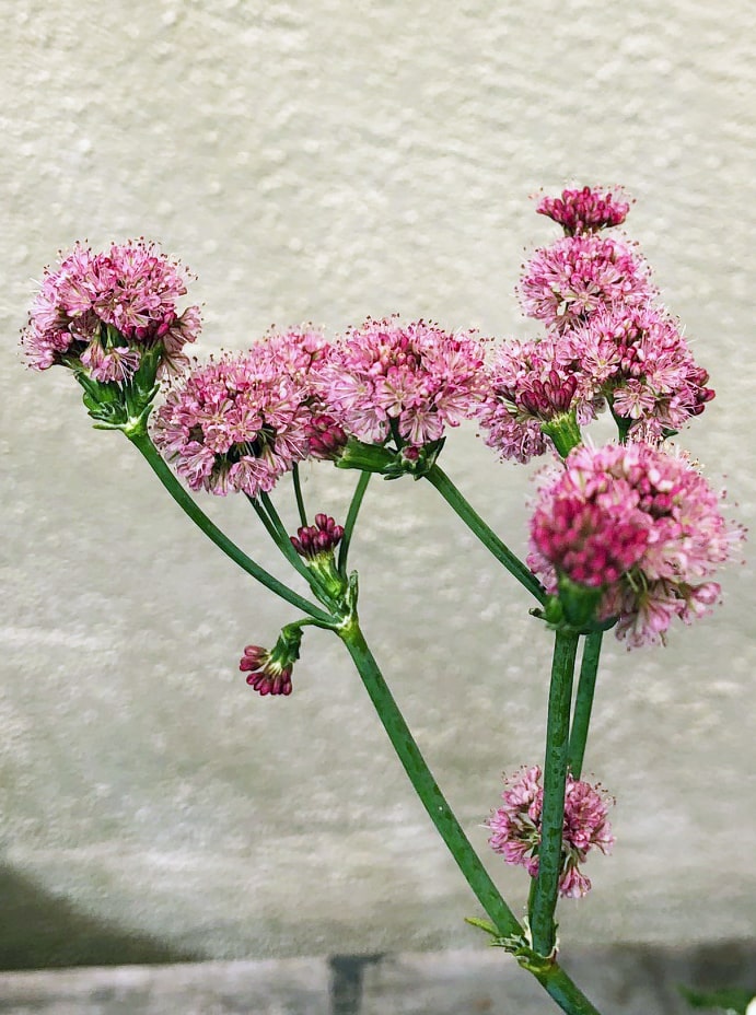 Eriogonum grande var. rubescens, Red Flowered Buckwheat Pink Flowers