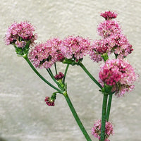 Eriogonum grande var. rubescens, Red Flowered Buckwheat Pink Flowers