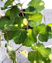 Ligularia tussilaginea (Leopard Plant)