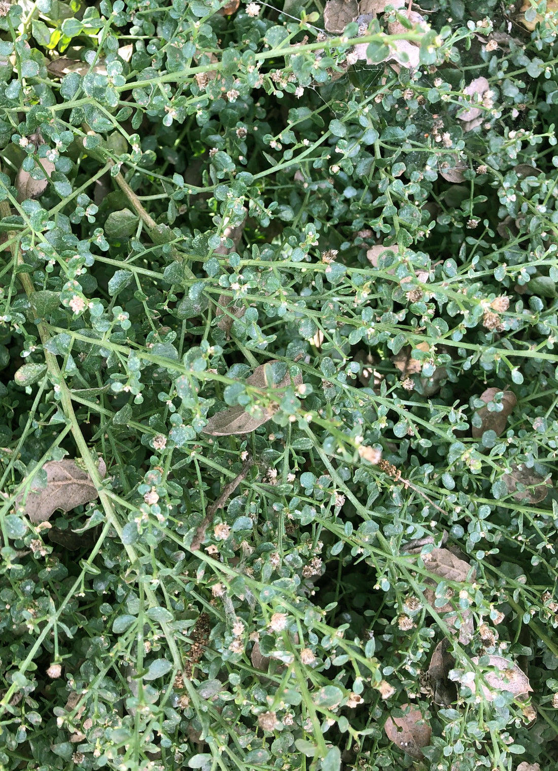 Baccharis pilularis 'Pigeon Point' (coyote bush) – Plant Material