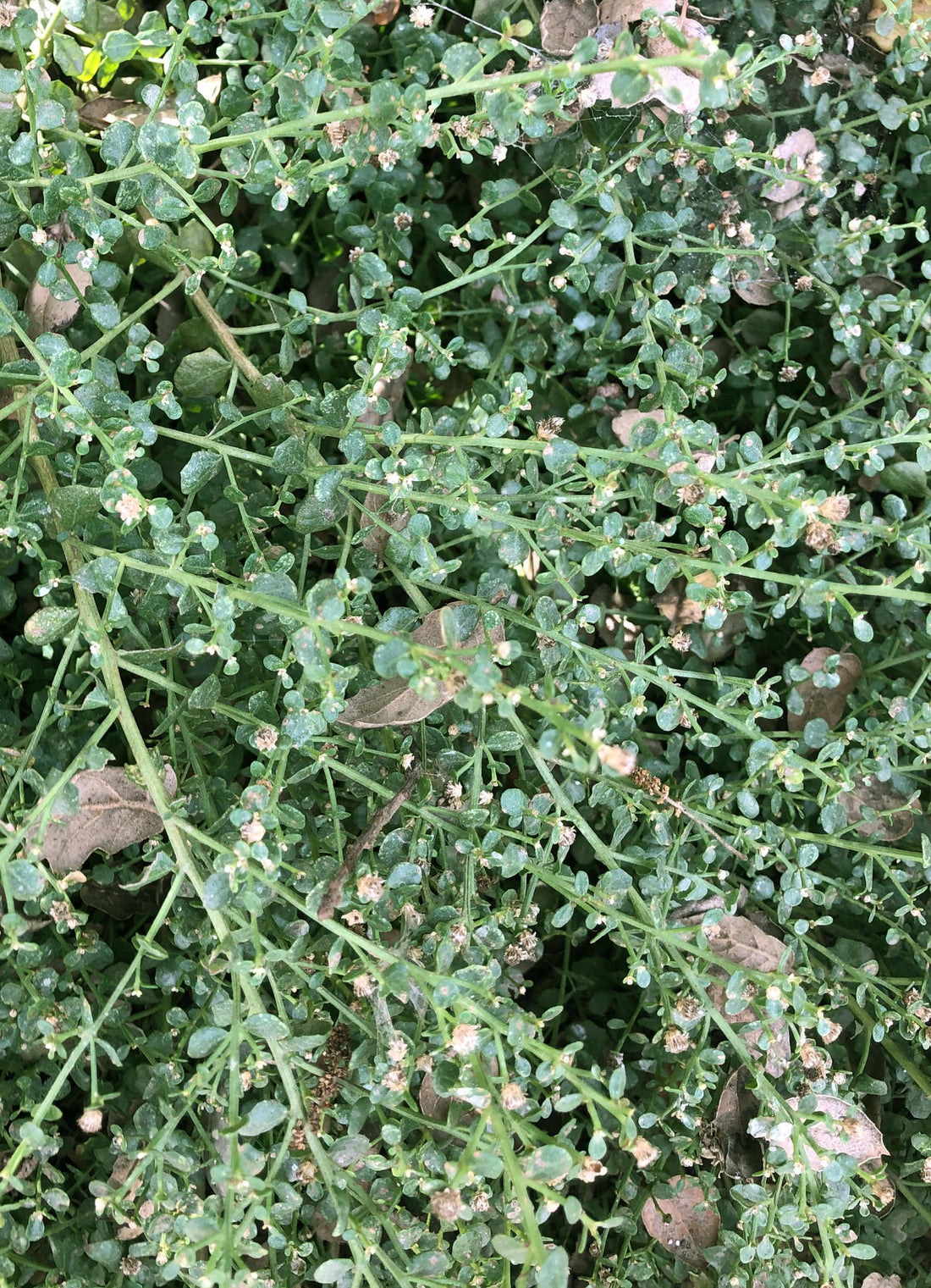 Baccharis pilularis 'Pigeon Point' (coyote bush)