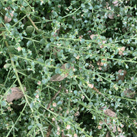 Baccharis pilularis 'Pigeon Point' (coyote bush)