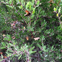 Arctostaphylos 'Howard McMinn' (manzanita) Foliage by Plant Material