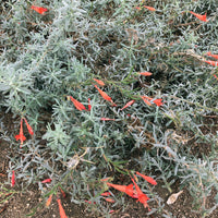 Zauschneria californica, Epilobium canum foliage and flowers