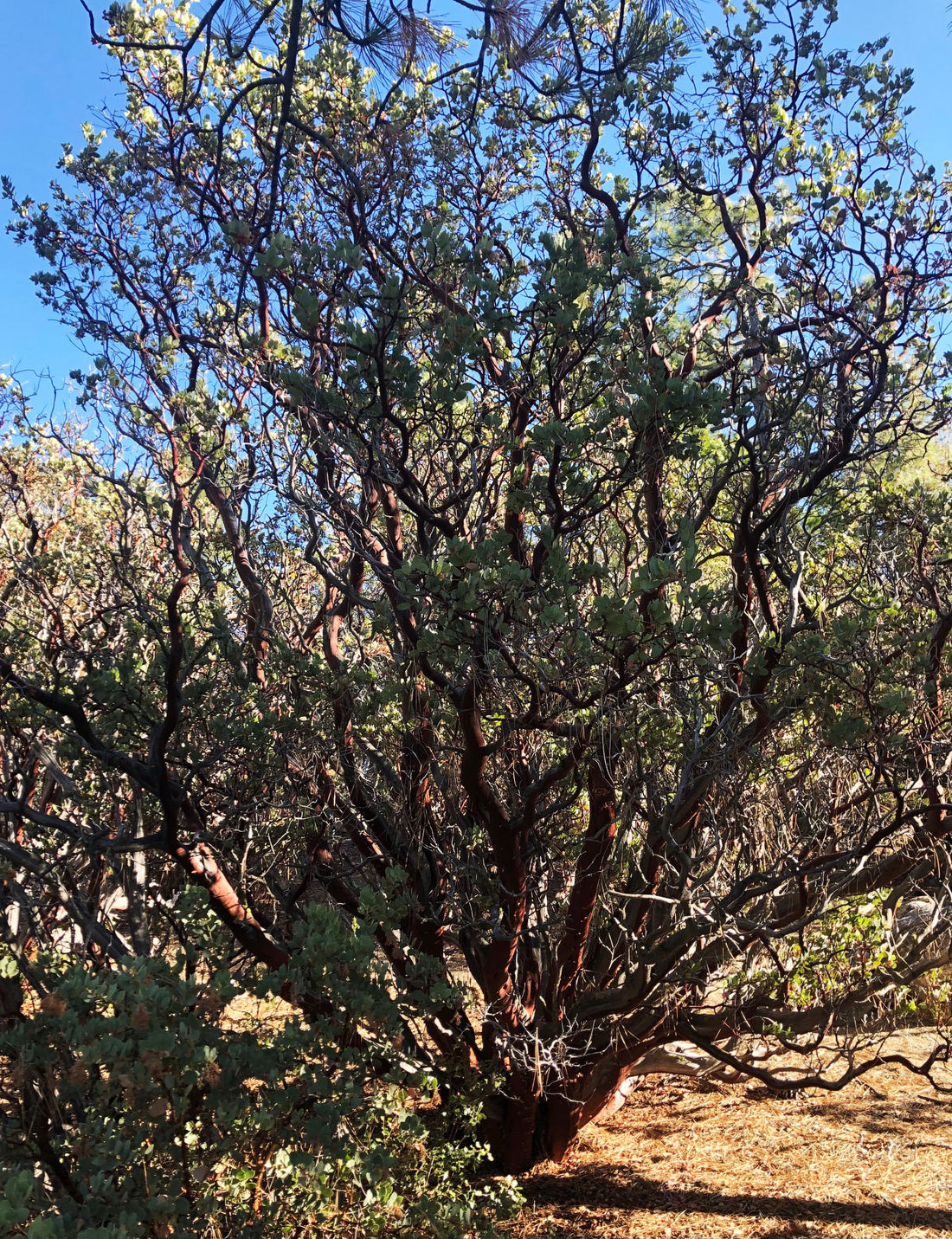 Arctostaphylos glauca (bigberry manzanita)