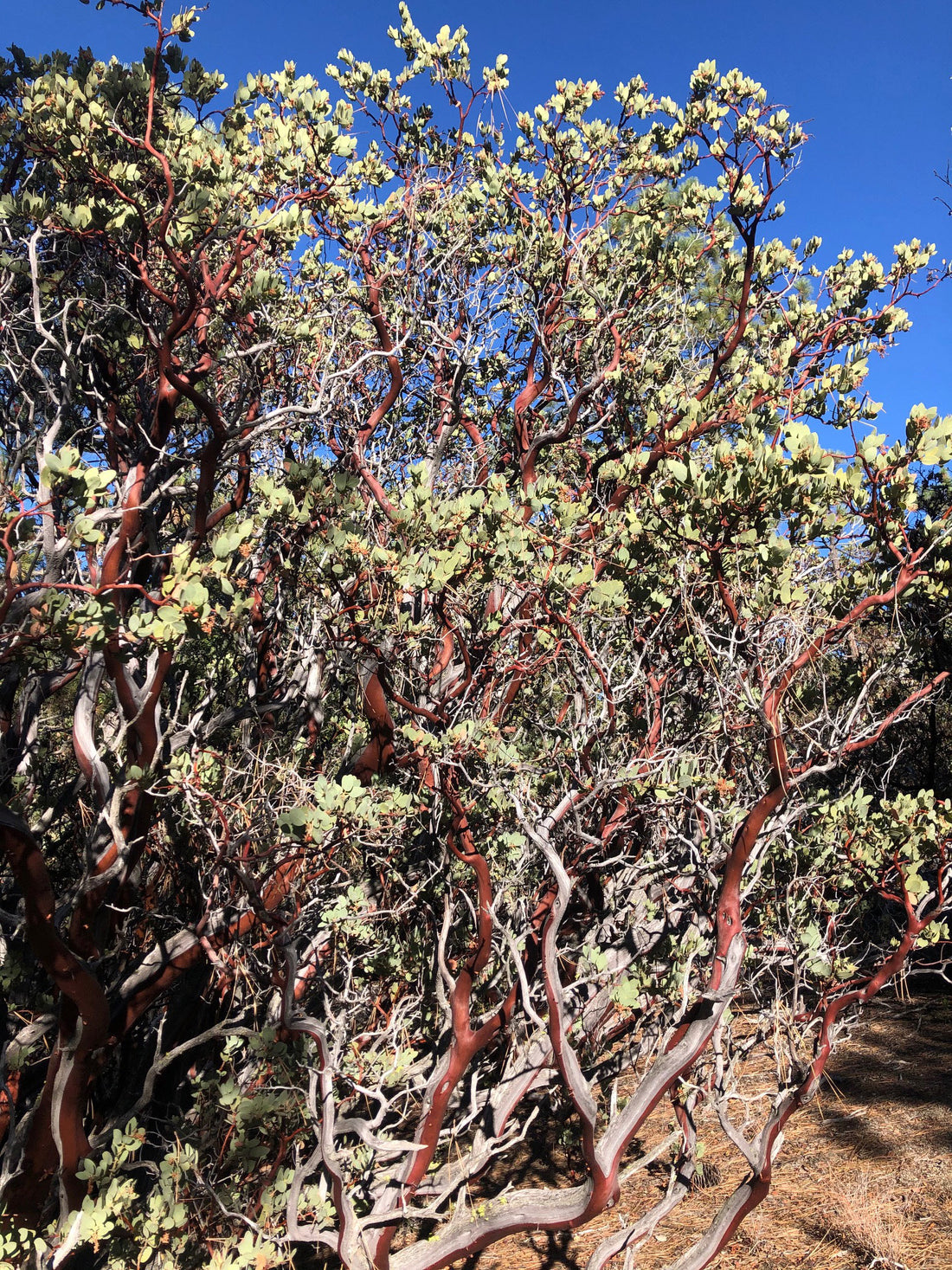 Arctostaphylos glauca (bigberry manzanita)