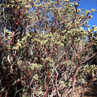 Arctostaphylos glauca (bigberry manzanita)