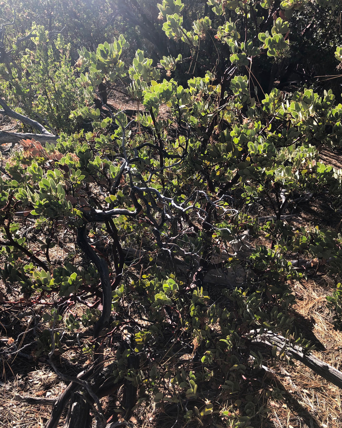 Arctostaphylos glauca (bigberry manzanita)