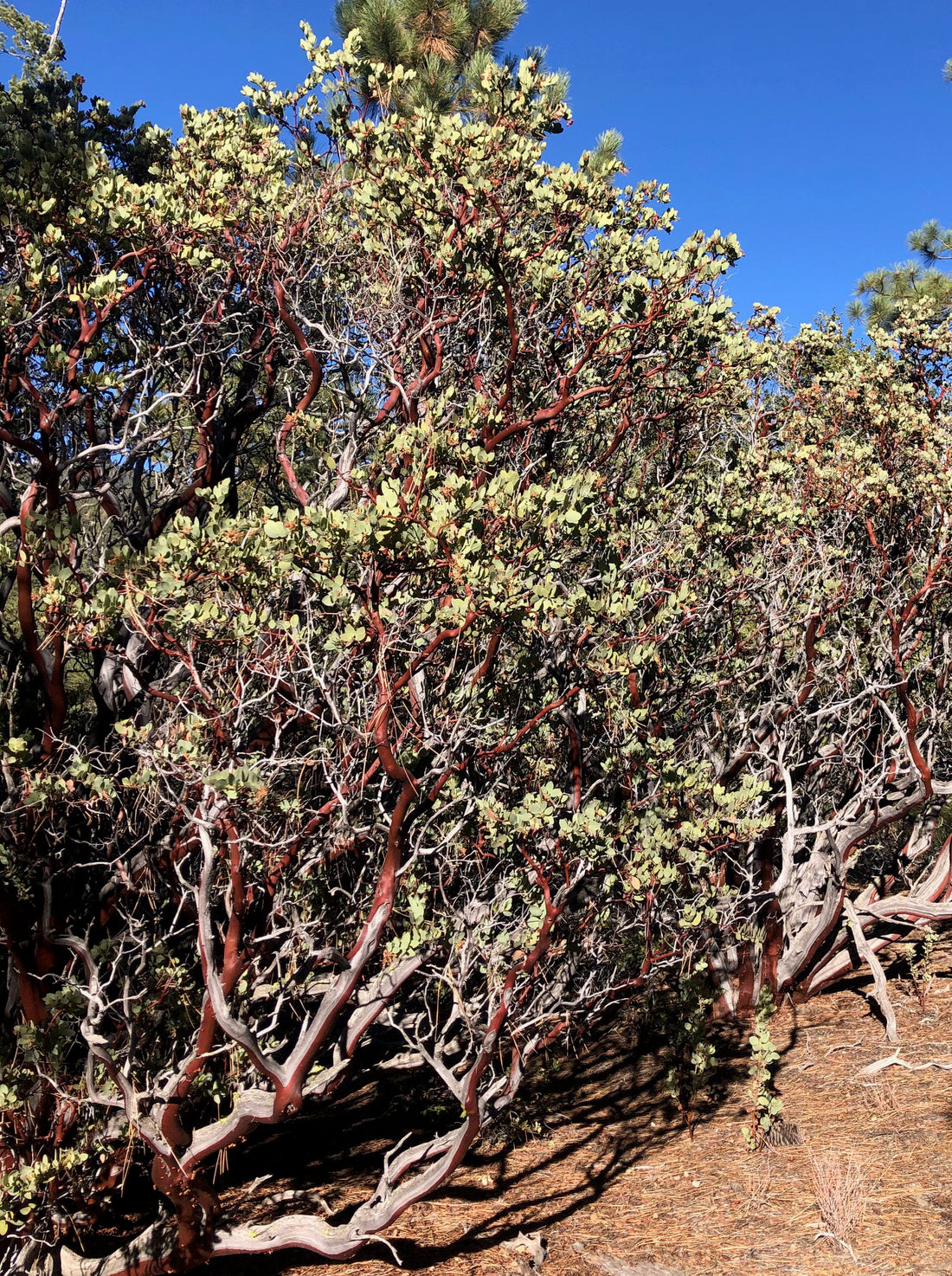 Arctostaphylos glauca (bigberry manzanita)