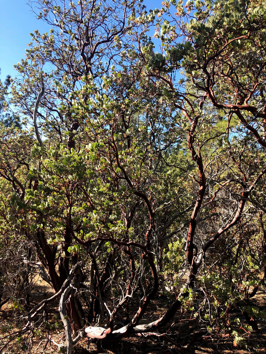 Arctostaphylos glauca (bigberry manzanita)