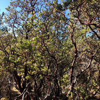 Arctostaphylos glauca (bigberry manzanita)