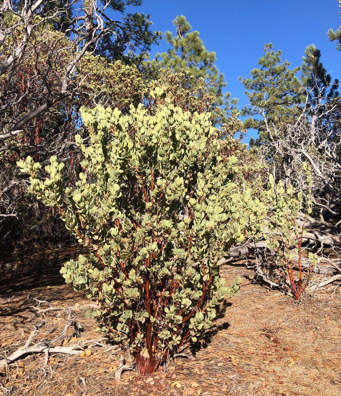 Arctostaphylos glauca (bigberry manzanita)