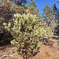 Arctostaphylos glauca (bigberry manzanita)