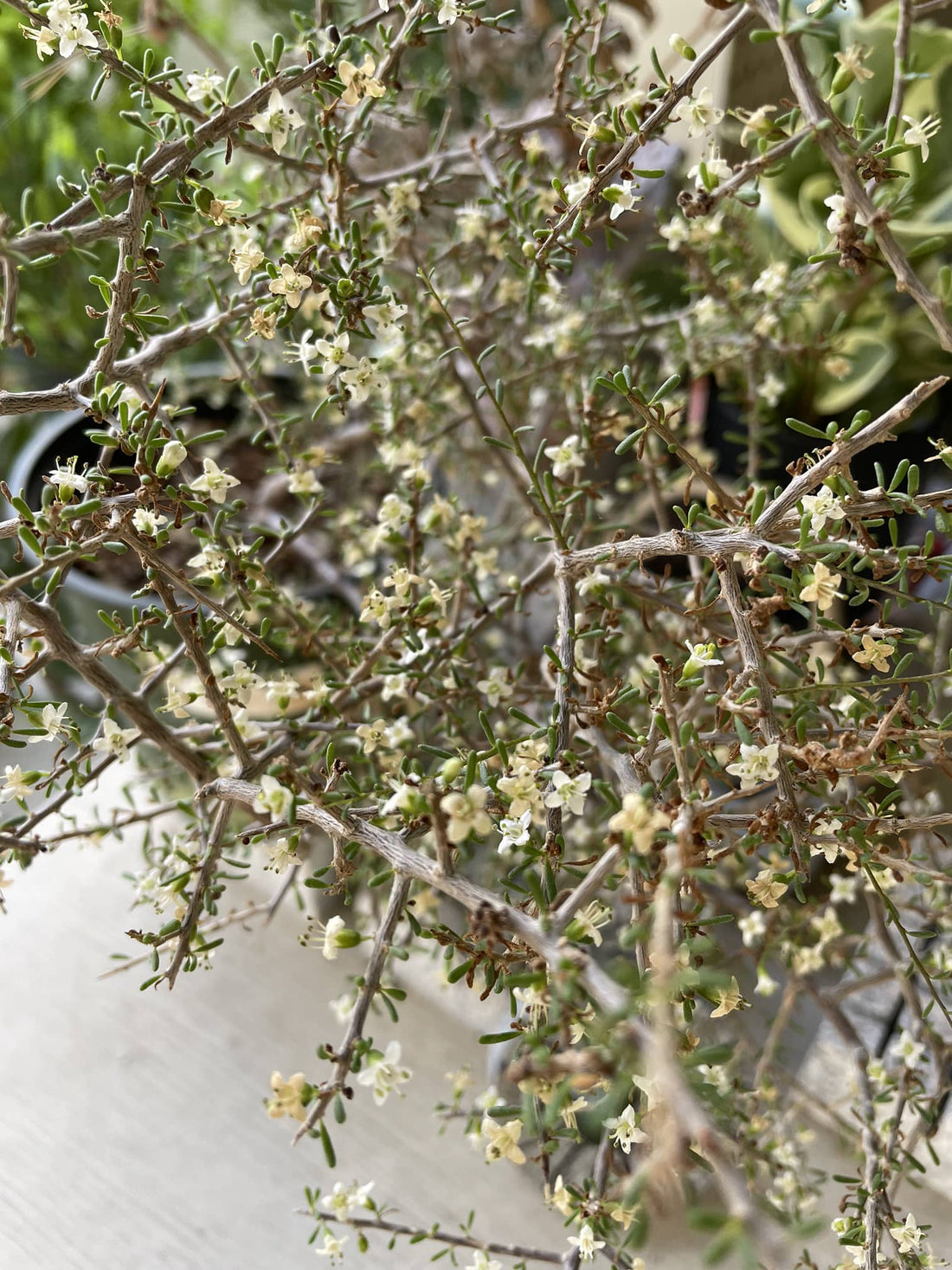 Lycium californicum, California Box Thorn White Flowers