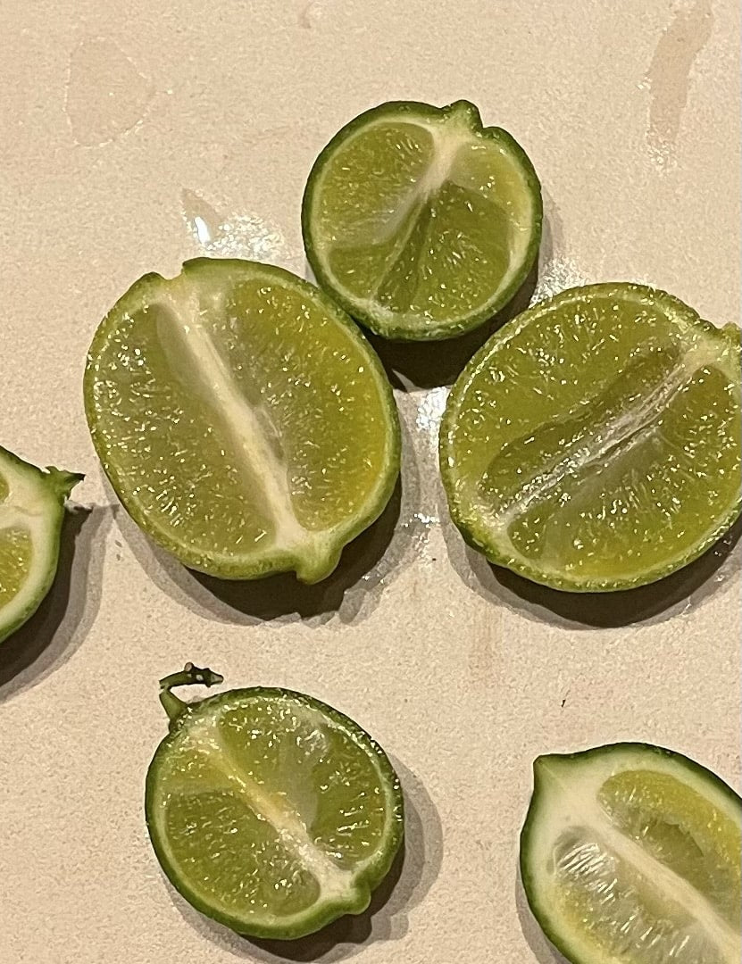 Lime Seed Less Bearss Seedless Lime – Plant Material
