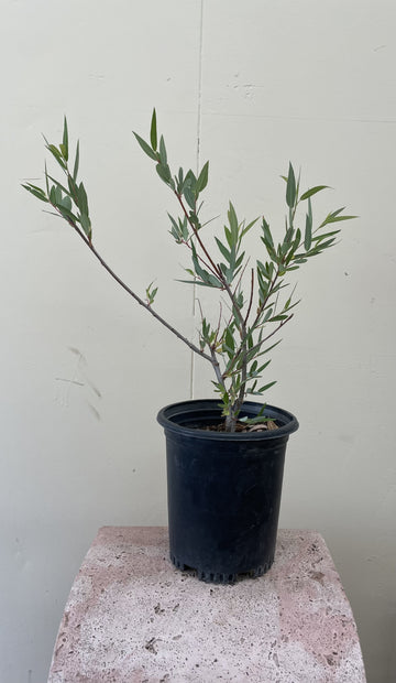 Salix laevigata, Red Willow