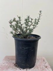 Eriogonum fasciculatum var. fasciculatum, Coastal California buckwheat