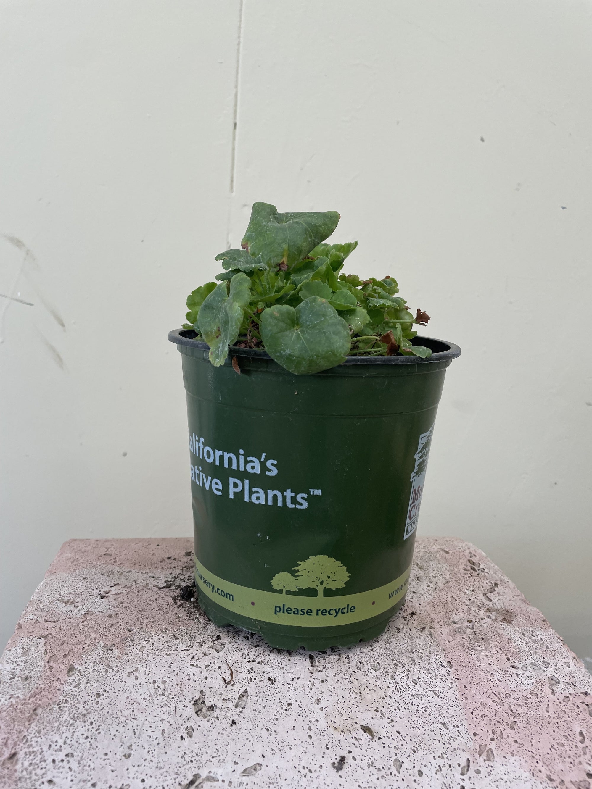 Heuchera 'Santa Ana Cardinal'