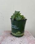 Heuchera 'Santa Ana Cardinal'