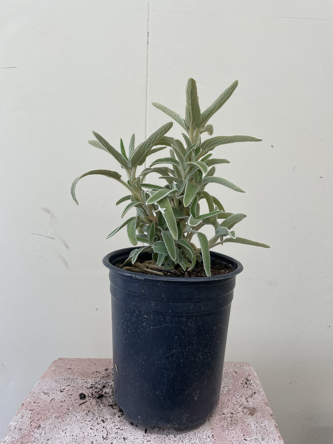 Phlomis fruticosa (Jerusalem Sage) 1 Gallon