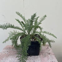 Achillea millefolium, Common yarrow 4" pot
