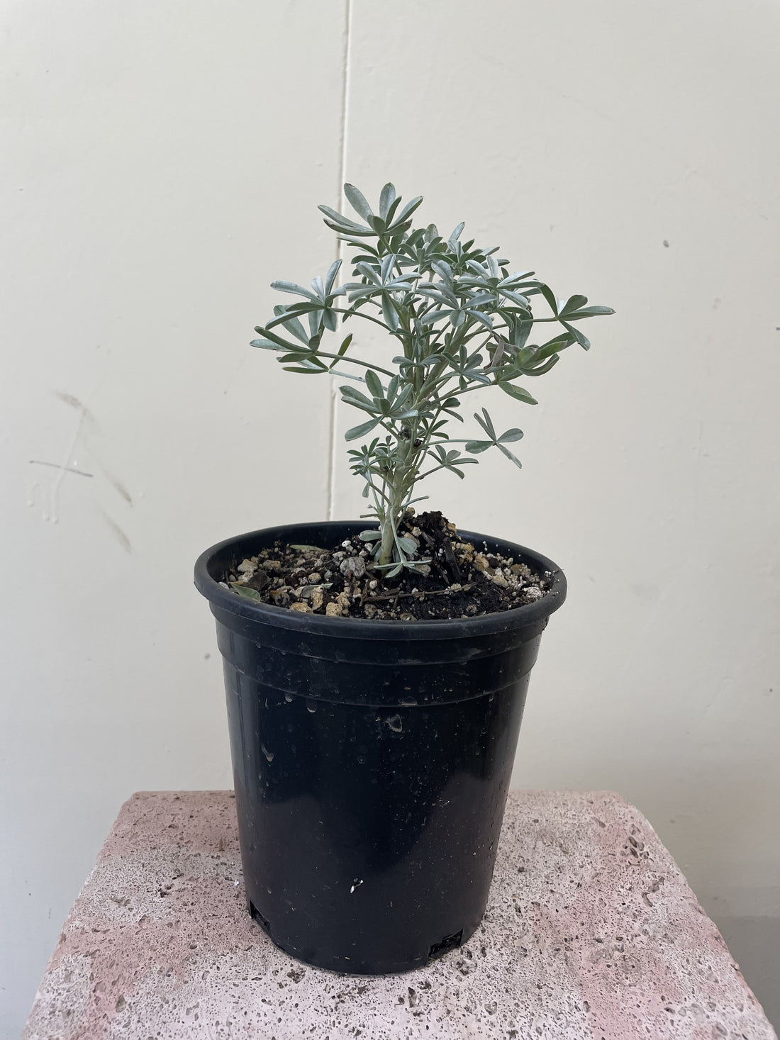 Lupinus albifrons, Silver Lupine 1 Gallon