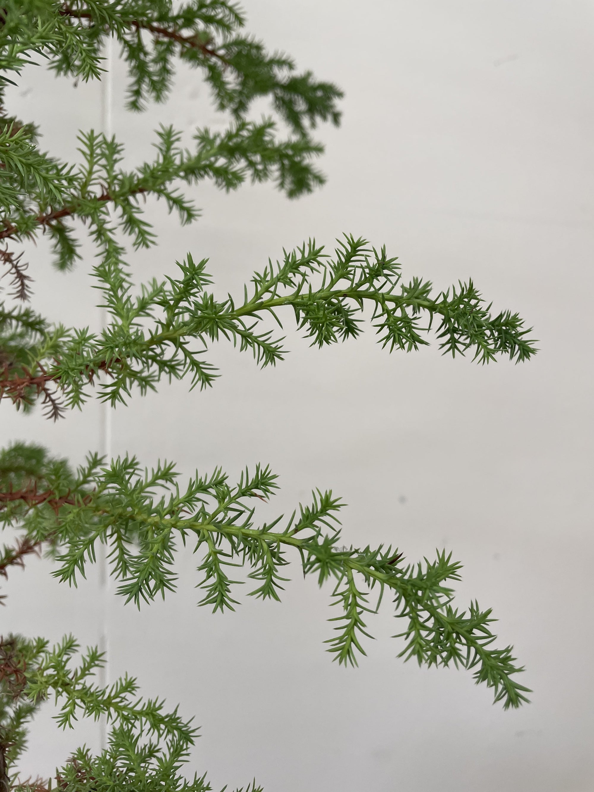 Cupressus macrocarpa , Monterey Cypress Foliage