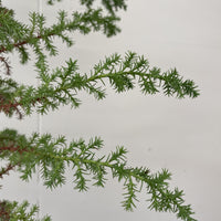 Cupressus macrocarpa , Monterey Cypress Foliage