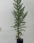 Cupressus macrocarpa , Monterey Cypress in 1 Gallon