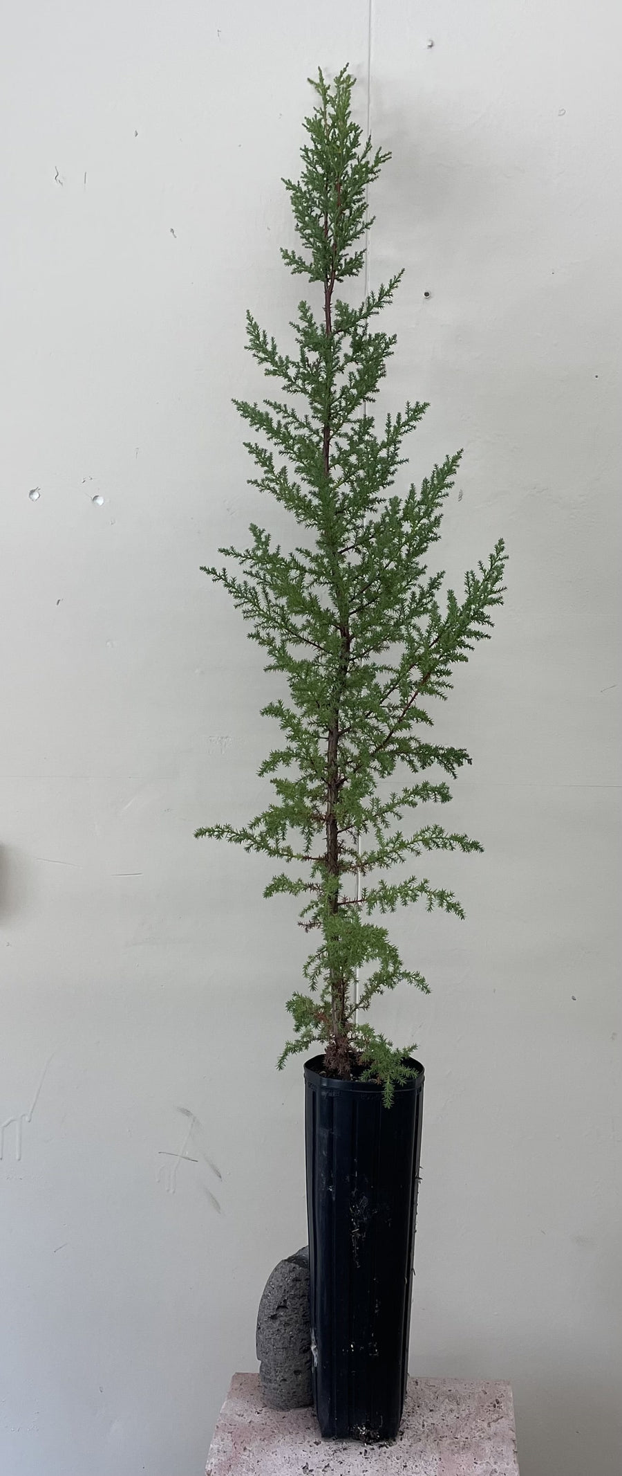 Cupressus macrocarpa , Monterey Cypress in 1 Gallon