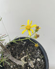 Senecio flaccidus var. douglasii, Douglas' Groundsel Flowering