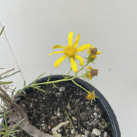 Senecio flaccidus var. douglasii, Douglas' Groundsel Flowering