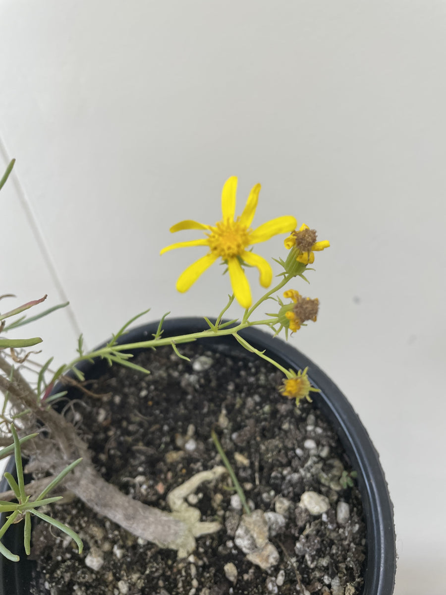 Senecio flaccidus var. douglasii, Douglas' Groundsel Flowering