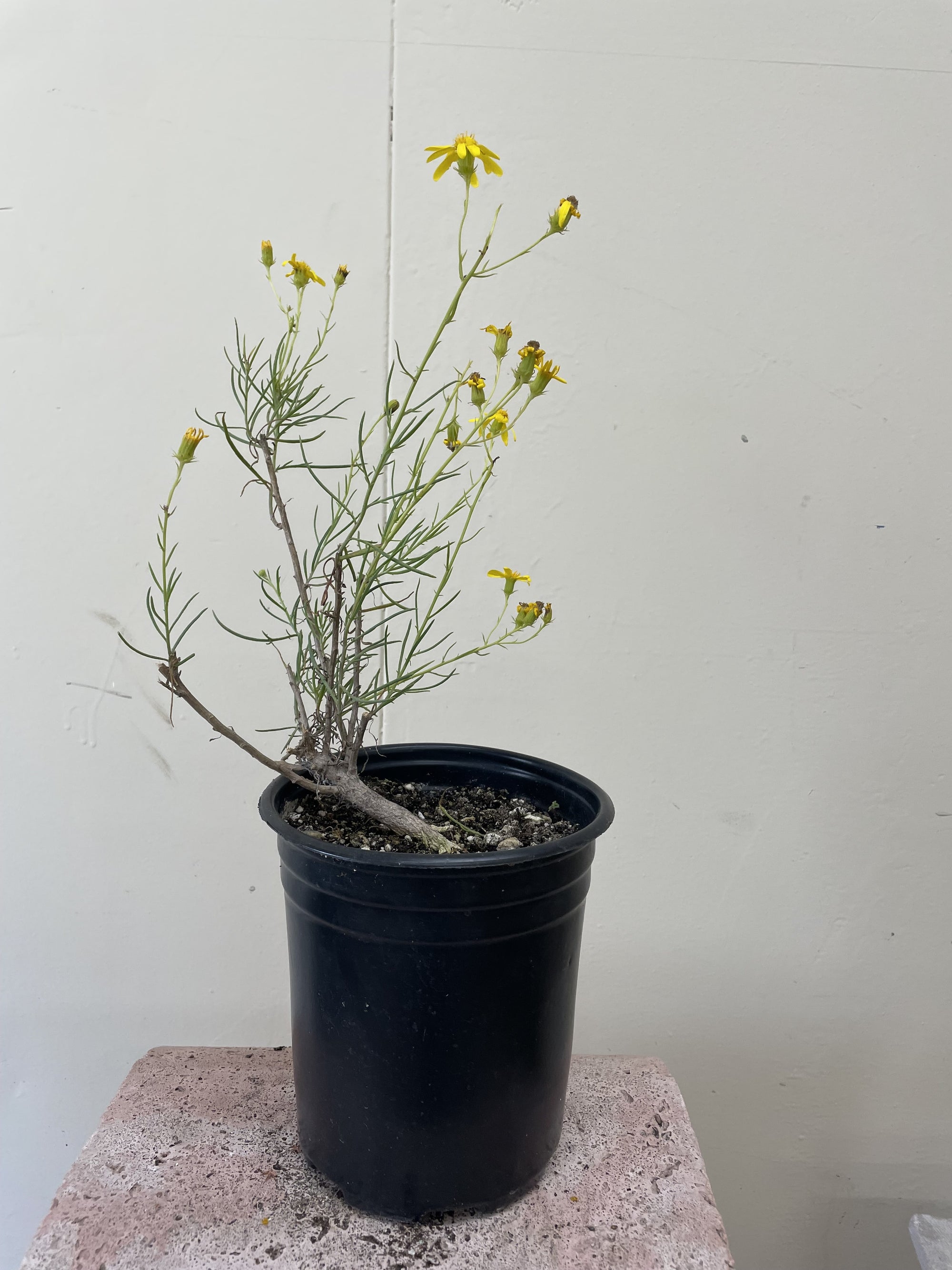 Senecio flaccidus var. douglasii, Douglas' Groundsel 1 Gallon