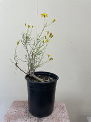 Senecio flaccidus var. douglasii, Douglas' Groundsel 1 Gallon