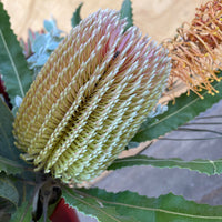 Banksia Integrifolia flower