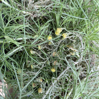 Artemisia californica 'Canyon Gray' Flowering