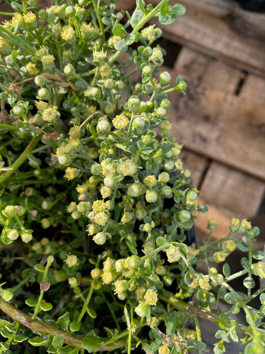 Baccharis pilularis 'Pigeon Point' (coyote bush) Flowering