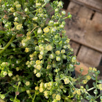 Baccharis pilularis 'Pigeon Point' (coyote bush) Flowering