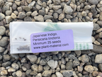 Japanese Indigo, Persicaria tinctoria Seed Pack