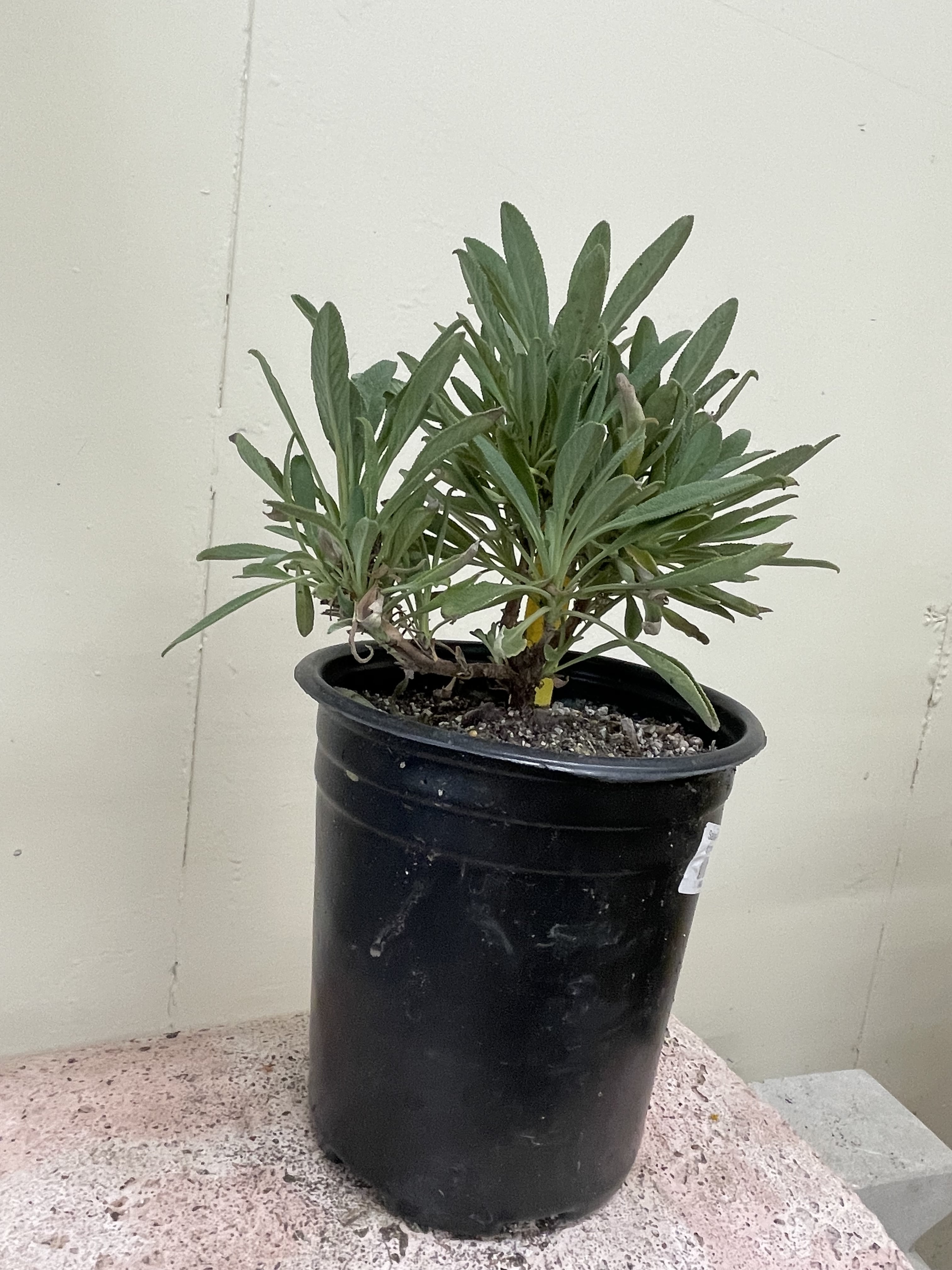 Salvia 'Dara's Choice' – Plant Material
