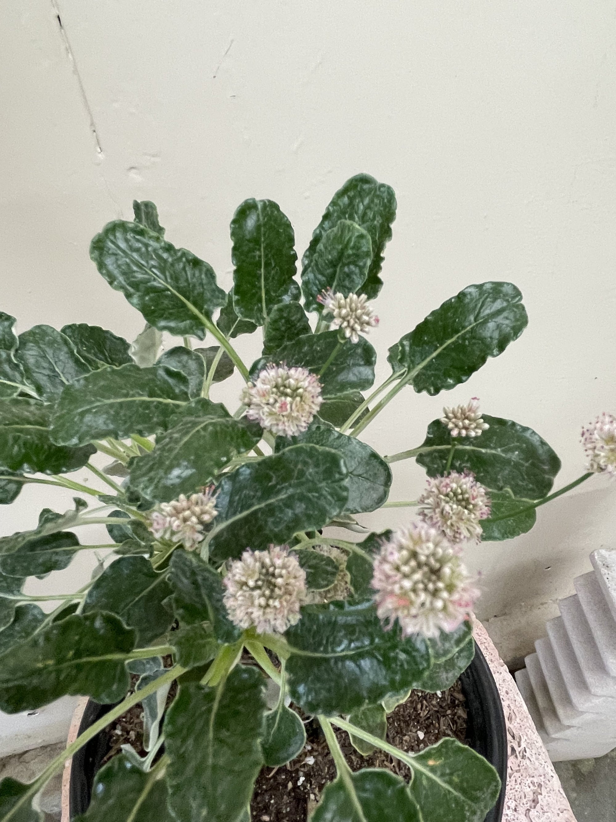 Eriogonum grande var. rubescens, Red Flowered Buckwheat Pink White Flower